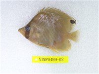 藏品(揚旛蝴蝶魚)的圖片